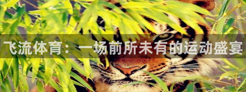 搜球直播吧：飞流体育：一场前所未有的运动盛宴